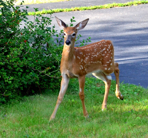 Fawn DSC_1192