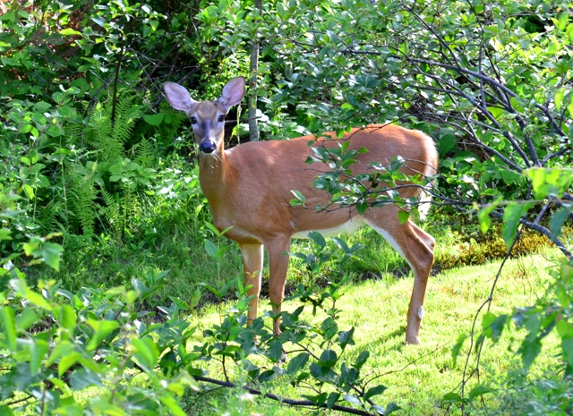 Fawn DSC_1207