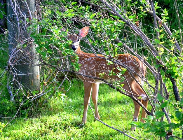 Fawn DSC_1208