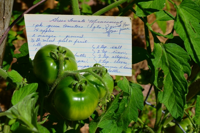 Green tomatoes DSC_1159