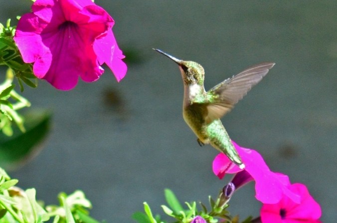 Hummer DSC_2221 c
