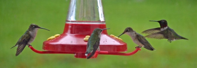 Truce 02b - DSC_8550