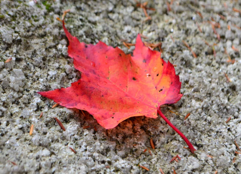 Fall colour DSC_0118