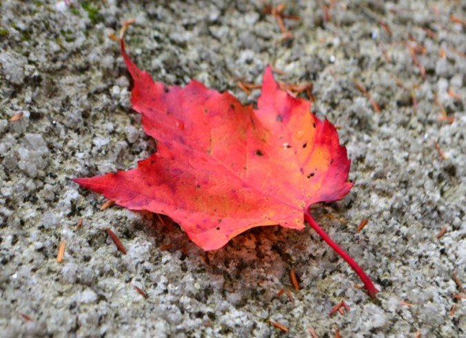 Fall colour DSC_0118