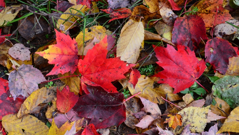 Fall colour DSC_0164