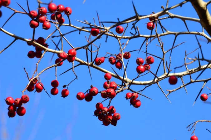 Fall colour DSC_2488