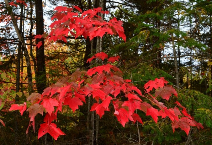 Fall colour DSC_3275