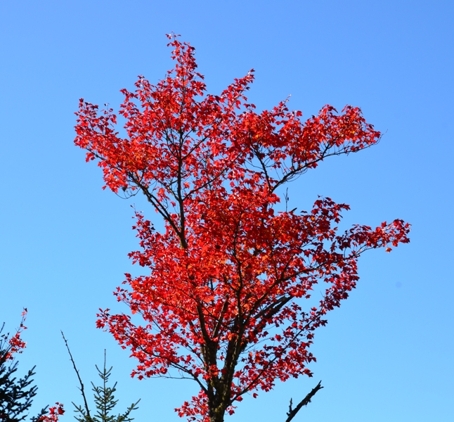 Fall colour DSC_9628